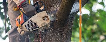 How Our Tree Care Process Works  in  Rigby, ID