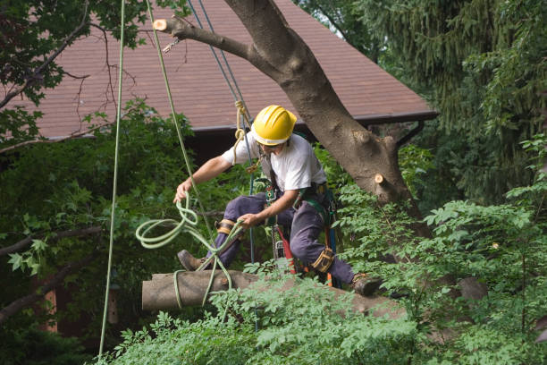 Rigby, ID Tree Services Company