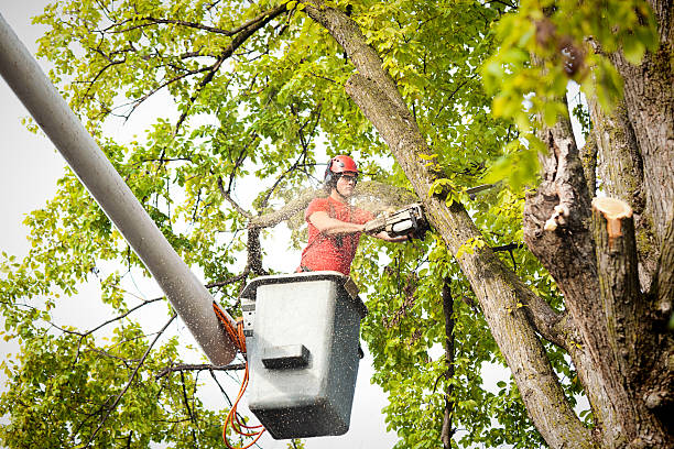 Best Commercial Tree Services  in Rigby, ID