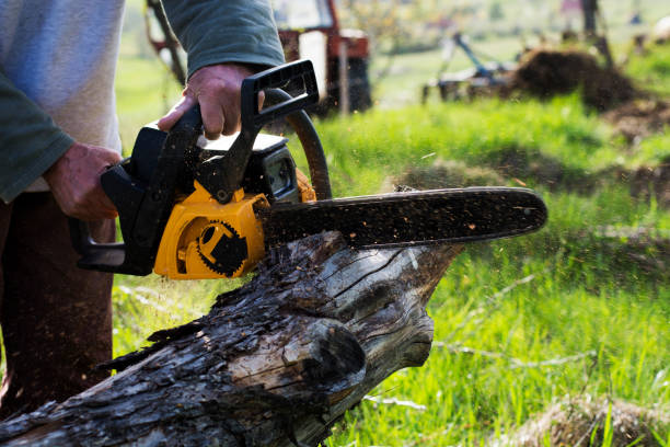 Tree and Shrub Care in Rigby, ID